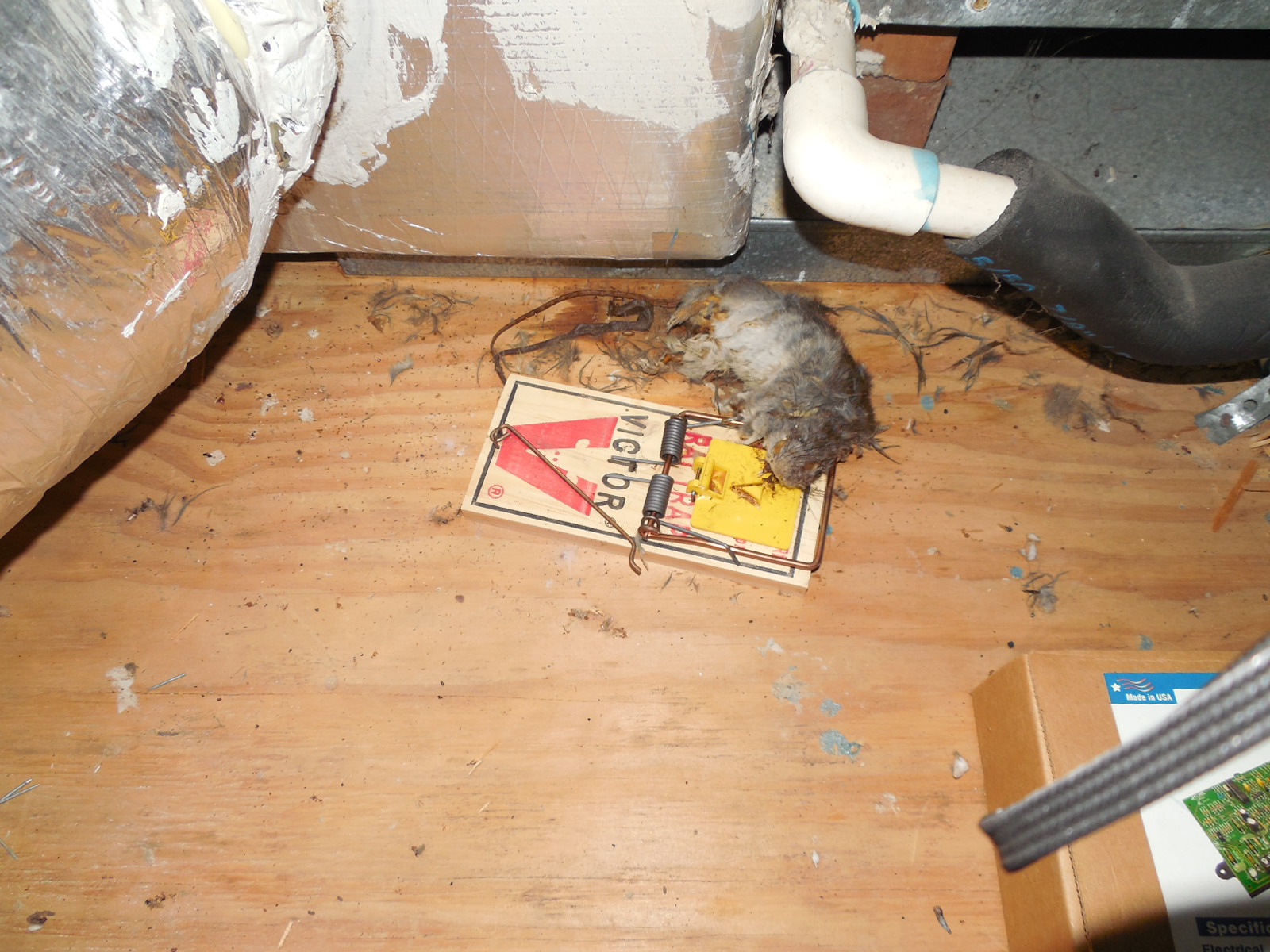 Rodents in attic